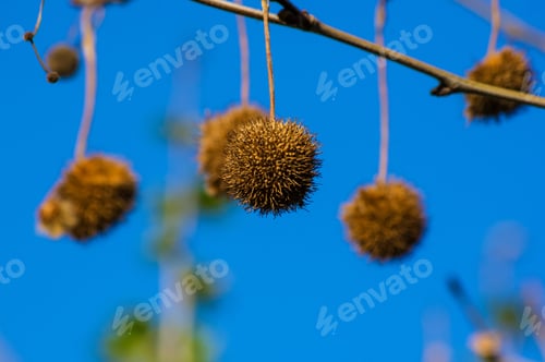 Preview: Fruits On The Branches Of A Plane Tree Or Platanus In The Park, Early Spring On A Warm Sunny Day