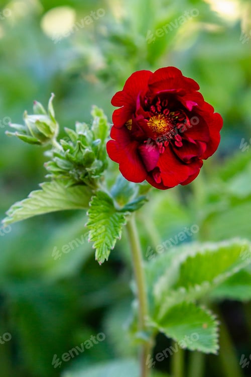 Preview: Potentilla Atrosanguinea In Garden. Red Flower Of Potentilla. Cultivation Of Medicinal Plants In