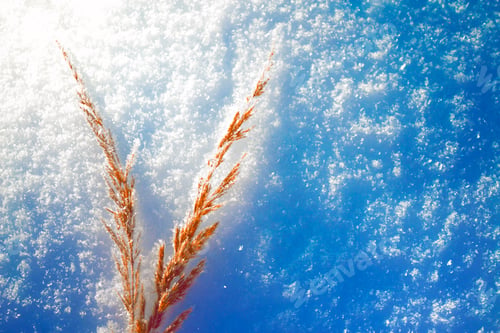 Preview: Blurred Frozen Grass. Winter Abstract Background. Landscape. Outdoor