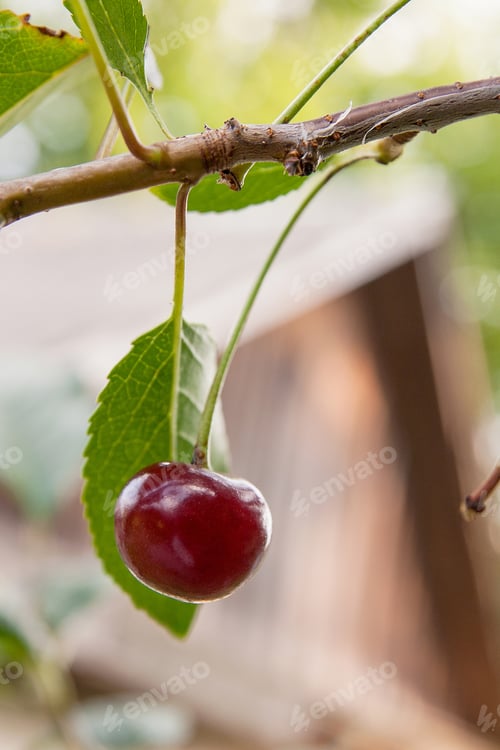 Preview: Red Cherries On A Branch Just Before Harvest In The Garden At Summer Time. Red Ripe Cherries On A