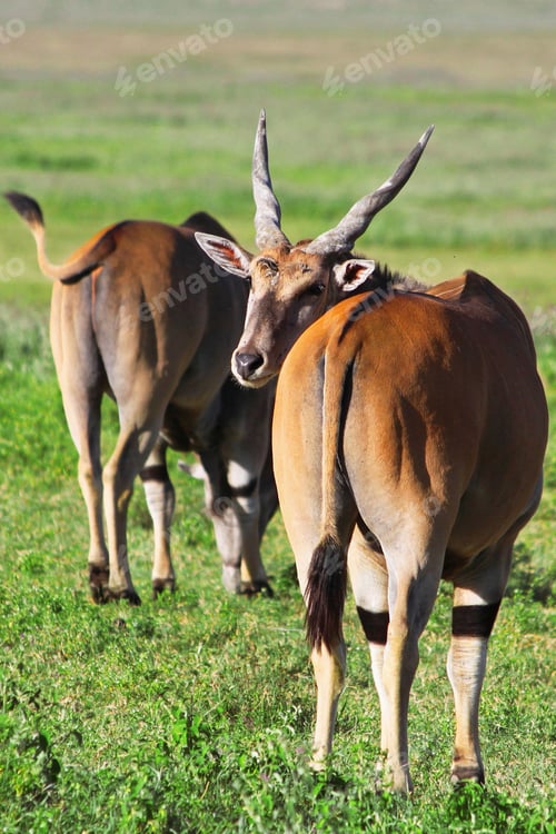 Preview: Huge Male Eland Antelope In The Ngorongoro Crater, Tanzania