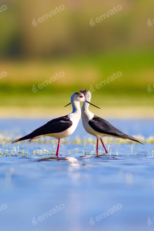 Preview: Romantic Birds. Nature Background. Birds: Black Winged Stilt.