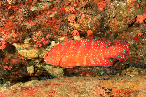 Preview: Coral Grouper (Hind) Fish