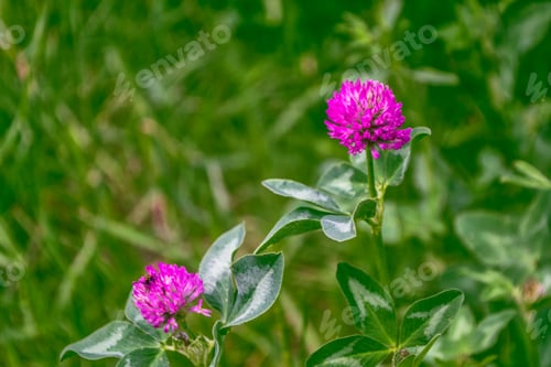 Preview: Pink Clover Flower On A Background Of The Summer Landscape.