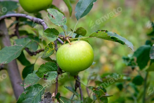 Preview: Green Apples On A Branch Ready To Be Harvested. Summer Garden In Village. Selective Focus Of Apple