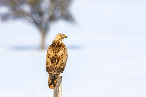 Preview: Bird Of Prey. White Snow Background
