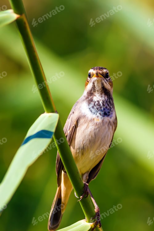 Preview: Bird On Branch. Green Nature Background. Bluethroat / Luscinia Svecica