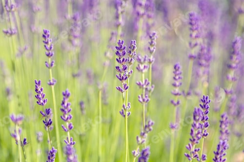 Preview: Floral Background Of Lavender Blooming. Purple Lavender Flowers On Natural Background.