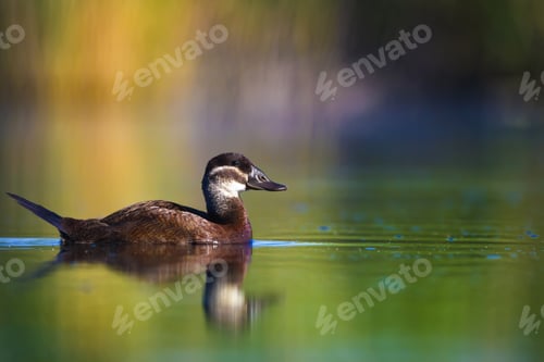 Preview: Swimming Duck. Colorful Lake Habitat Background. Bird: White Headed Duck. Oxyura Leucocephala.