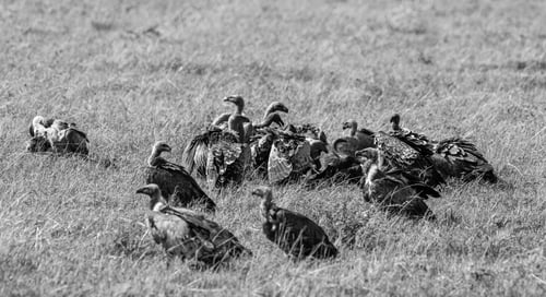 Preview: Vultures In The Maasai Mara National Park, Kenya