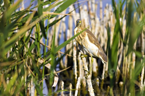 Preview: Squacco Heron, Ardeola Ralloides. Yellow Common Water Bird. Yellow Blue Nature Habitat Background.