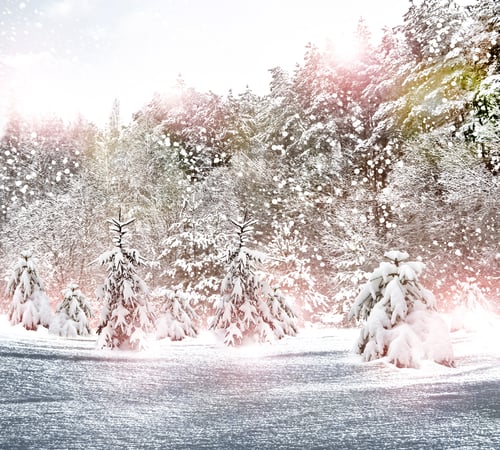 Preview: Winter Forest. Winter Landscape.
