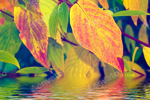 Preview: Autumn Landscape With Bright Colorful Leaves. Indian Summer.