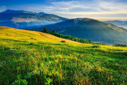 Preview: Cold Fog On Meadow With Grass And Flowers In The Mountains Near The Forest