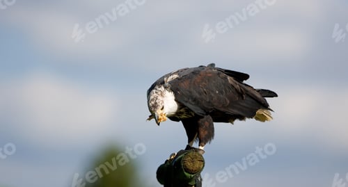 Preview: African Fish Eagle (Haliaeetus Vocifer)