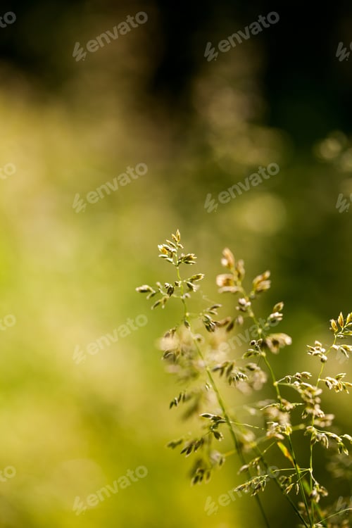 Preview: Green Plants Isolated On Natural Background With Beautiful Bokeh And Contour Light