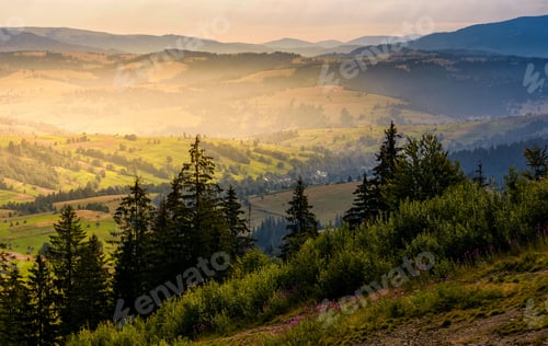 Preview: Spruce Forest On Hills At Foggy Sunrise. Gorgeous Mountainous Countryside Landscape In Summer. View