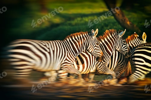 Preview: Blurred Image Of Moving Zebras Crossing A River In The Lake Nakuru National Park, Kenya