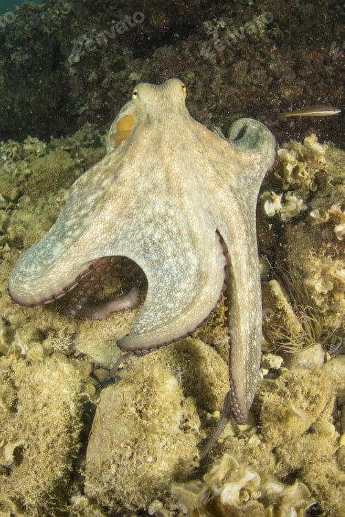 Preview: Octopus