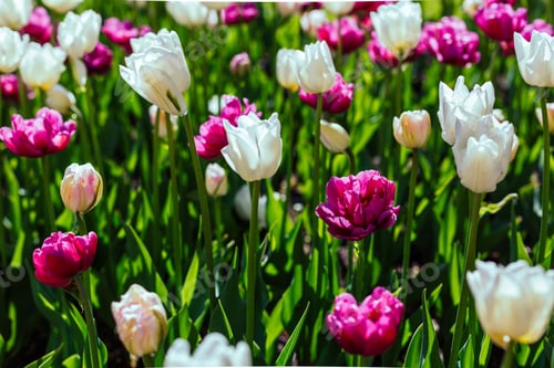 Preview: White And Purple Tulips (Variety Finola) In The Park