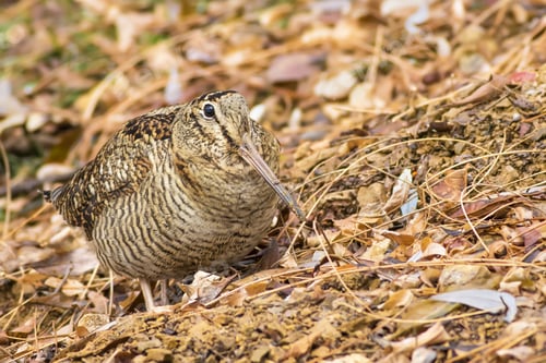 Preview: Woodcock. Camouflage Bird. Dry Leaves. Brown Nature Background. Bird: Eurasian Woodcock. Scolopax