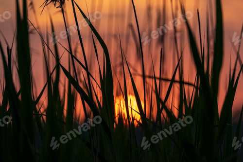 Preview: Beautiful Red Sunset Over The Lake With Grass On Forefround
