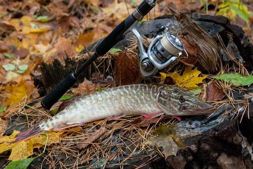 Preview: Freshwater Northern Pike Fish Know As Esox Lucius Lying On A Wooden Hemp And Fishing Equipment