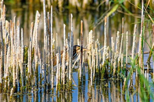 Preview: Heron And Habitat. Lake Reeds Background. Camouflage Animal. Bird: Common Squacco Heron. Ardeola