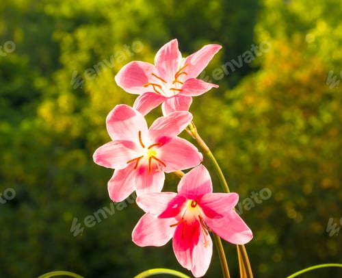 Preview: Decorative Pink Flower Rain Lily (Zephyranthes Grandiflora) On Blurred Background Closeup