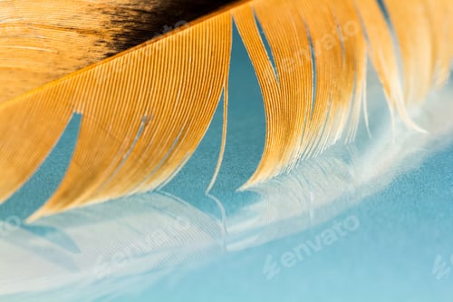 Preview: Colorful Hen Feather With Details And Reflexions
