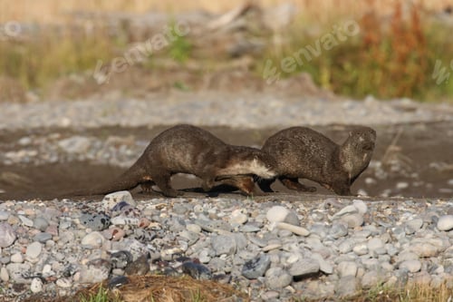 Preview: River Otter Yellowstone N.P., Wyoming