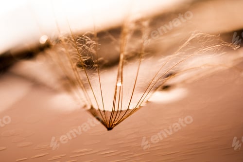 Preview: Macro, Abstract Composition With Colorful Water Drops On Dandelion Seeds