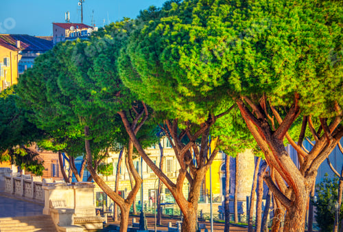 Preview: Coniferous Tropical Trees In The City Street