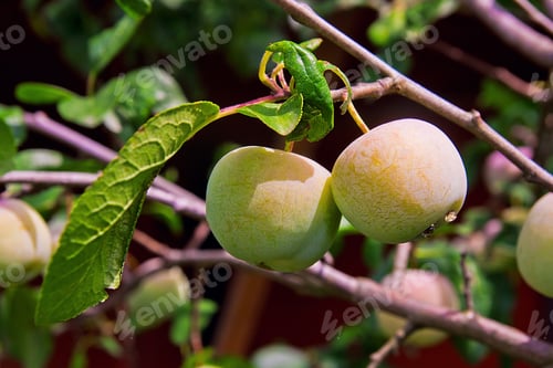 Preview: Green Unripe Plums On The Plum Tree. Growing Green Plums Hanging On Their Branch In The Garden.