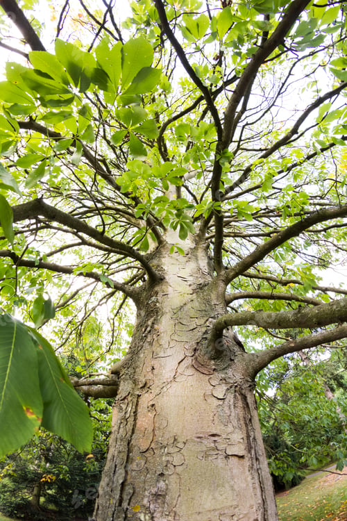 Preview: Castanea Crenata (Japanese Chestnut)