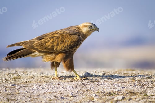 Preview: Wild Bird Hawk Blue Sky Background Long-Legged Buzzard / Buteo Rufinus