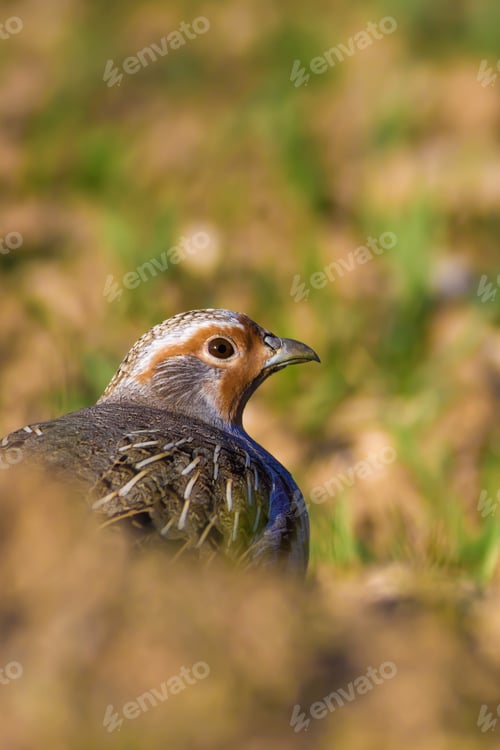 Preview: Wild Bird Partridge. Warm Colors Nature Background. Grey Partridge / Perdix Perdix