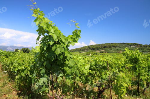 Preview: Korcula Island Vineyard. Croatia Wine Making Region. Town Of Lumbarda.