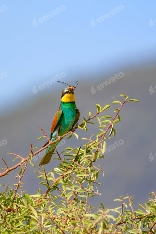 Preview: Colorful Bird. Blue Sky Background. Bird: European Bee Eater. Merops Apiaster
