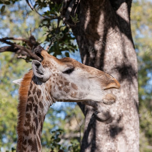 Preview: Giraffe Giraffa Camelopardalis In The Okavango Delta In Botswana, Africa