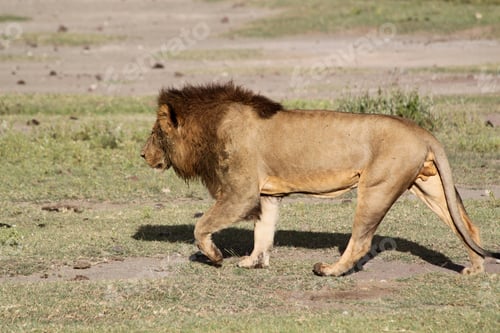 Preview: Lion In The Ngorongoro Crater, Tanzania