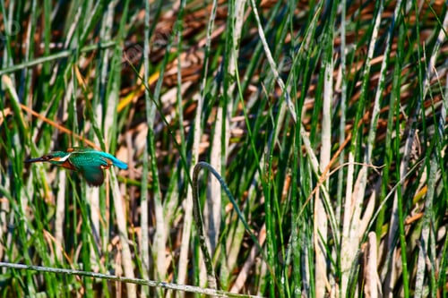 Preview: Flying Kingfisher. Green Nature Background.