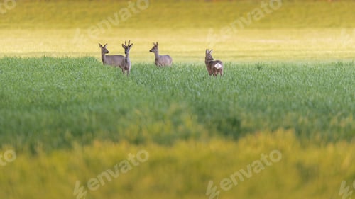 Preview: Four Roe Deer In Meadow At Dusk.