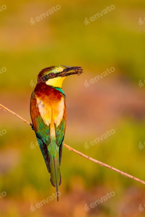 Preview: Colorful Bird. European Bee Eater. Green Nature Background.