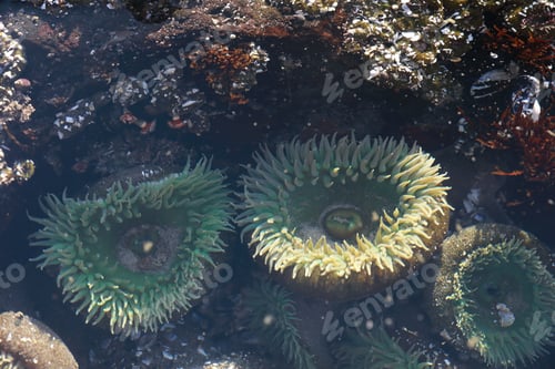 Preview: A Tidal Pool Filled With Sea Anemones And Mussels On The West Coast Oregon Usa