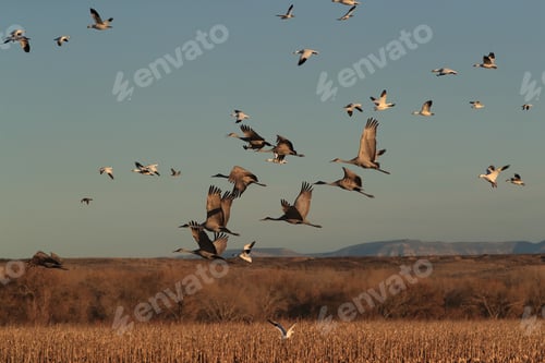 Preview: Sandhill Crane Bosque Del Apache Wildlife Reserve New Mexico Usa