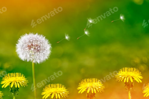 Preview: Fluffy Dandelion Flower Against The Background Of The Summer Landscape.