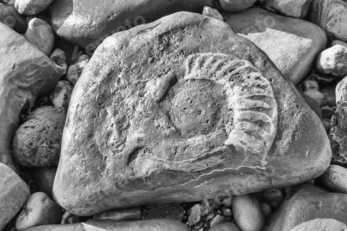 Preview: A Large Ammonite Fossil In A Beach Boulder At Lyme Regis On Dorset'S Jurassic Coast. A High