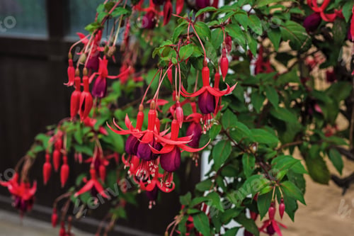 Preview: Beautiful Bush Fuchsia In The Garden, Fuchsia Flowers Blooming With Pink And Purple Petals In