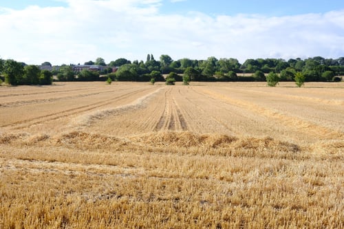 Preview: Rows Of Straw In A Crop Field During The Uk Summer Heatwave 2018